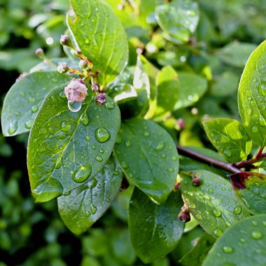 su yapraklarda sonra yağmur damlaları.