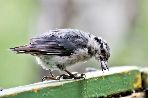 Nuthatch sostiene una semilla de girasol en su pico — Foto de Stock