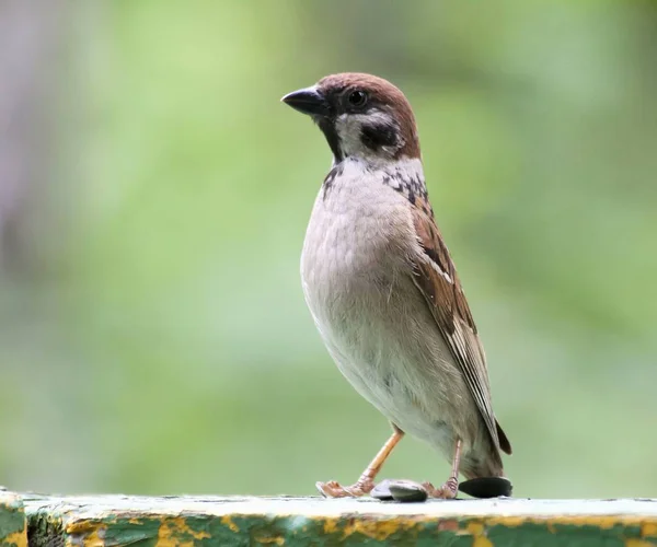 Sparrow sitting on the Board — Stock Photo, Image