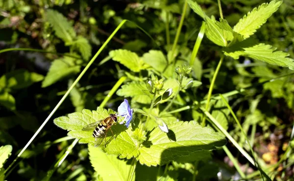 Hoverfly, or syrphid fly on forest flower in sunlight — Stock Photo, Image