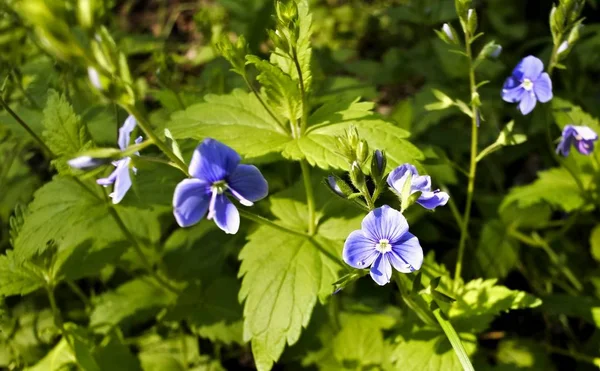 Malé modré lesní květina — Stock fotografie