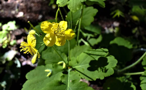 Fleur jaune de célandine — Photo