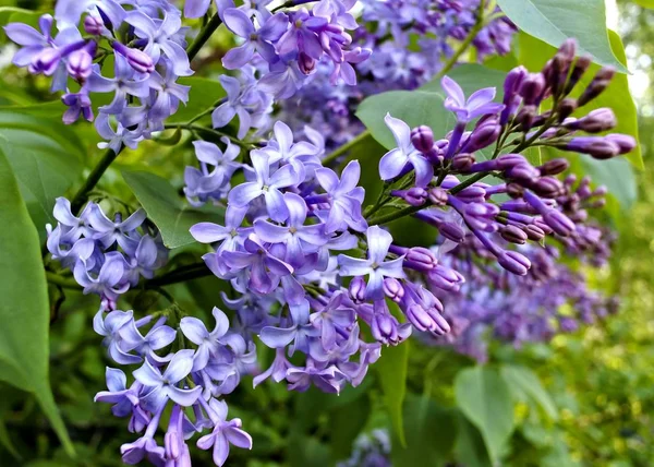 Lilas púrpuras en flor — Foto de Stock