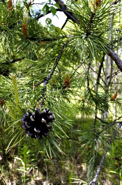 Dennenappel op de tak van een bloeiende pine — Stockfoto