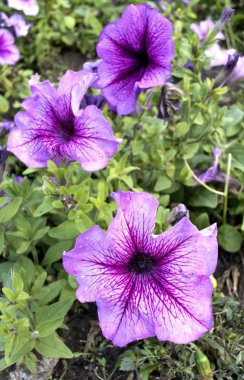 güzel çok renkli Phlox