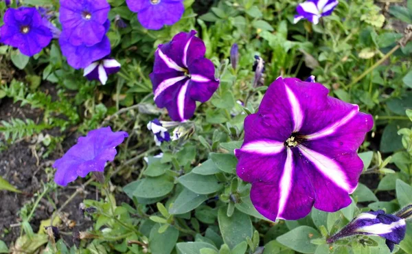 güzel çok renkli Phlox