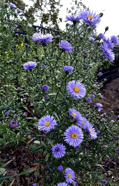 Цветы melkolepestnik с латинским именем Erigeron — стоковое фото