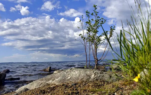 Yalnız genç ağaç göl kıyısında