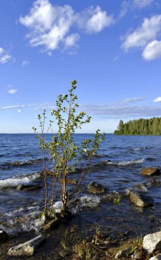 Yalnız genç ağaç göl kıyısında