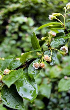 su yapraklarda sonra yağmur damlaları.