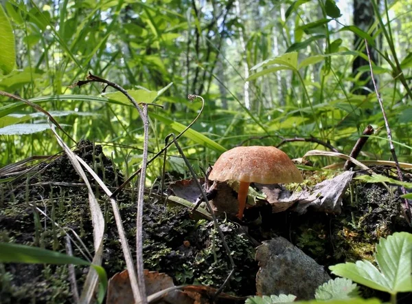 Cogumelo jovem cresceu entre a grama — Fotografia de Stock