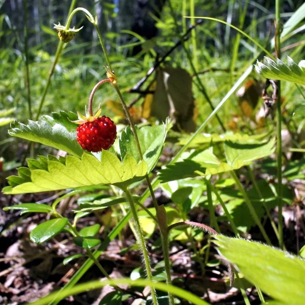 Wild strawberries among the grass — Stock Photo, Image