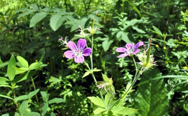 Klein roze bos bloem — Stockfoto