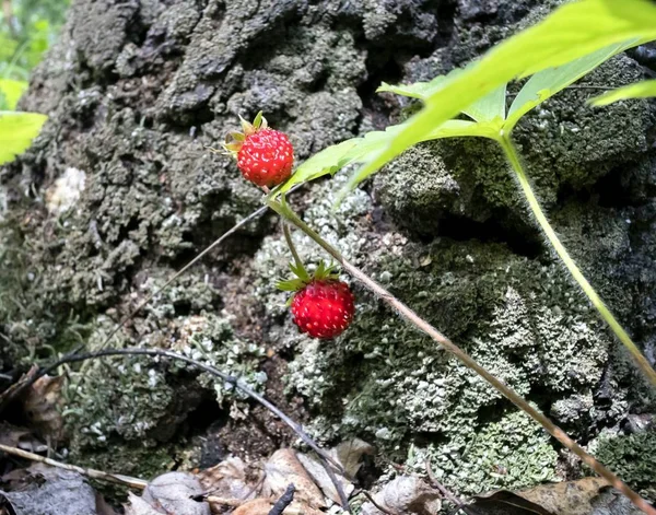 Wild strawberries among the grass — Stock Photo, Image