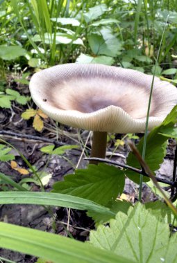 Genç mantar arasında çim büyüdü