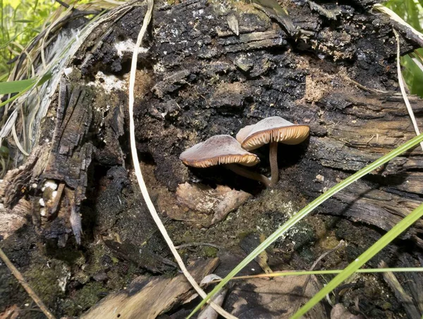 Cogumelos cresceu no velho toco coberto de musgo — Fotografia de Stock