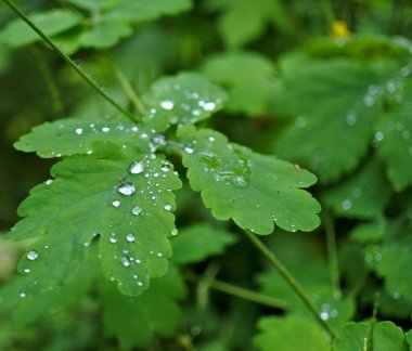 çimenlerin üzerinde çiğ damlası