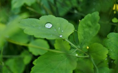 çimenlerin üzerinde çiğ damlası