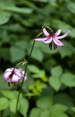 çiçek orman Lily dar odak alanını