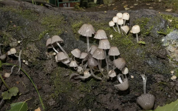 Pocos hongos jóvenes crecieron entre el musgo — Foto de Stock