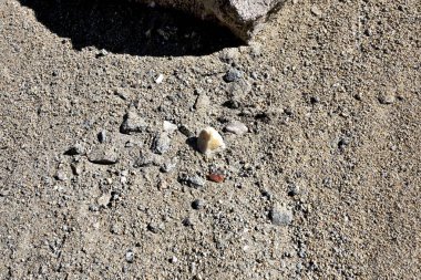 kum göl kenarında güneşin doğrudan ışınları altında doku