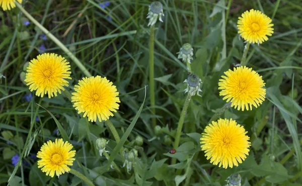 dandelions closeup bir ailenin