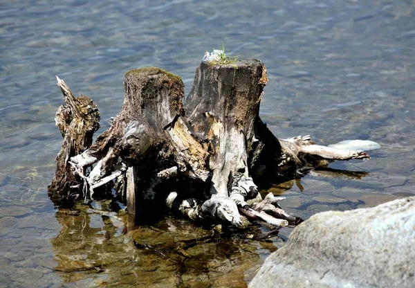 Vieille souche couverte de mousse dans le lac près du rivage — Photo
