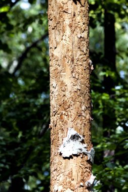 gövde Birch olmadan herhangi bir kabuk, güve orman zararlıları