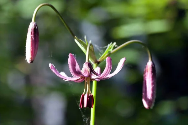 Bosque de flores Lily estrecha el área de enfoque — Foto de Stock