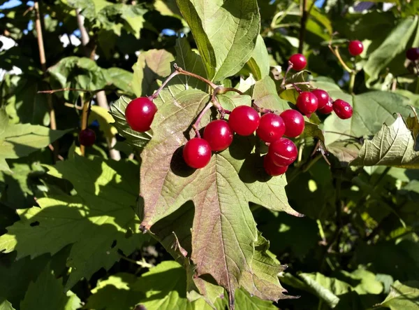 Viorne rouge mûr à la lumière du soleil sur le Bush — Photo