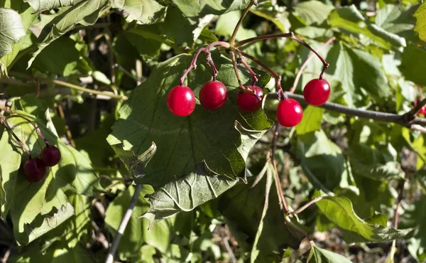 Reifes rotes Viburnum im Sonnenlicht am Strauch — Stockfoto