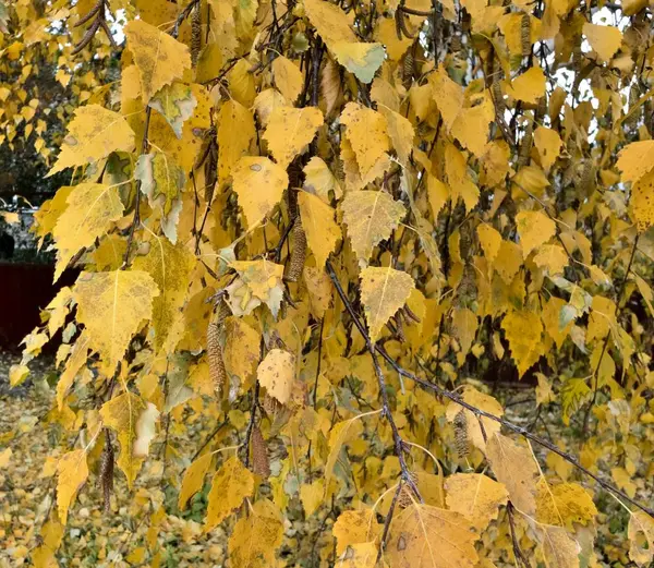 Birke mit herbstgelben Blättern — Stockfoto