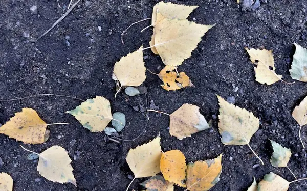 Yellow birch leaves on the bare ground — Stock Photo, Image