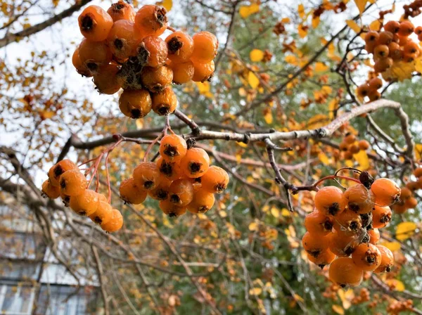 Bayas de espino amarillo maduras en las ramas — Foto de Stock