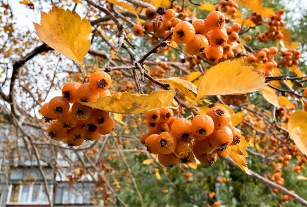 Mogna gula hagtornsbär på grenarna — Stockfoto