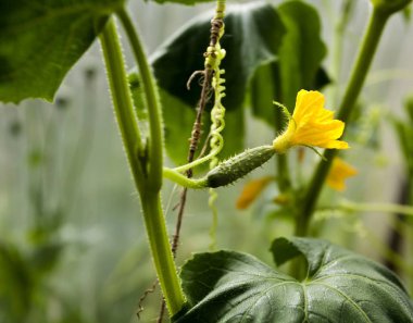 sera içinde sarı çiçekli küçük salatalık