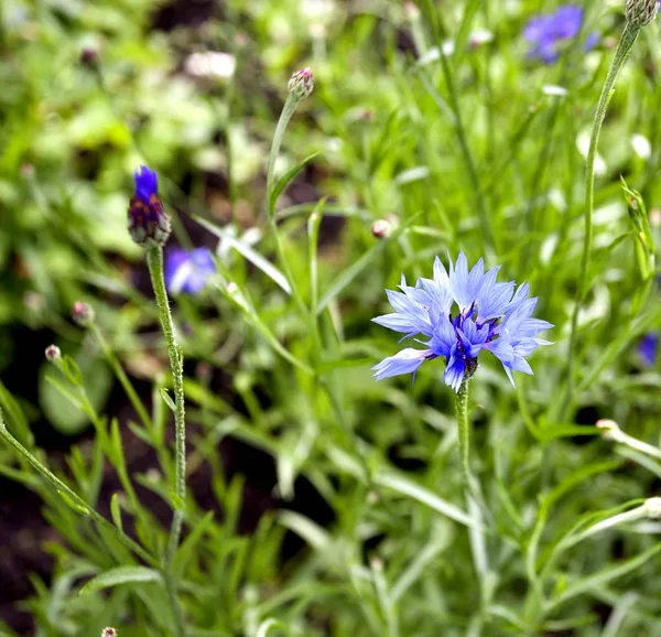 Flores de milho azuis florescentes em um fundo de verde brilhante — Fotografia de Stock