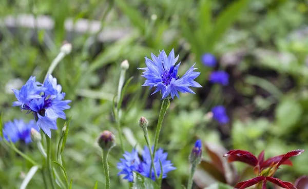 Flores de milho azuis florescentes em um fundo de verde brilhante — Fotografia de Stock