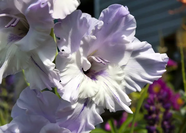 light purple gladiolus in bright day light