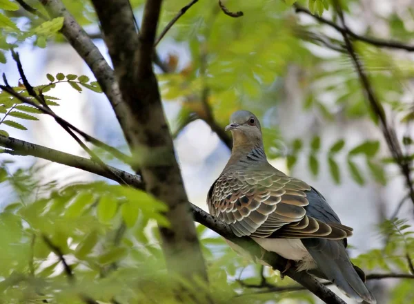 Wilde Taube, seltener und vorsichtiger Vogel mit dem lateinischen Namen Streptopelia — Stockfoto