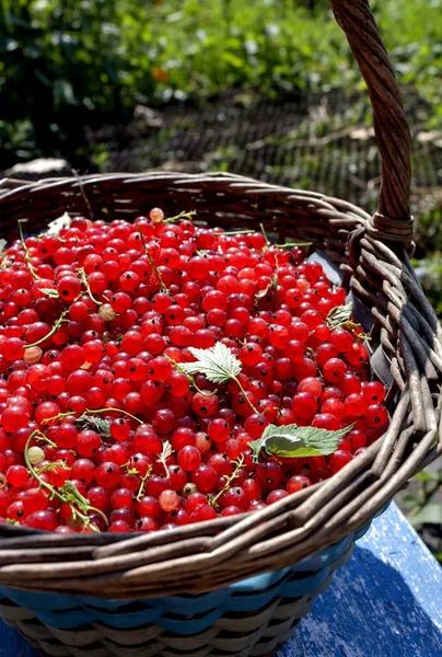 Korb mit reifen roten Johannisbeeren — Stockfoto