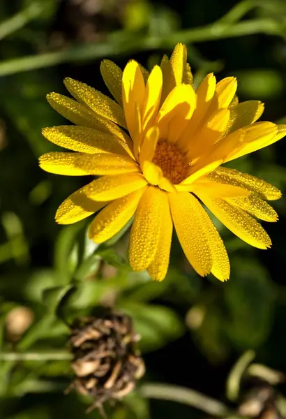Flor de caléndula con gotas de rocío en los pétalos — Foto de Stock