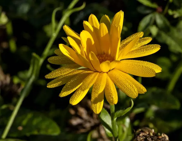 Flower of calendula with dew drops on the petals — Stock Photo, Image