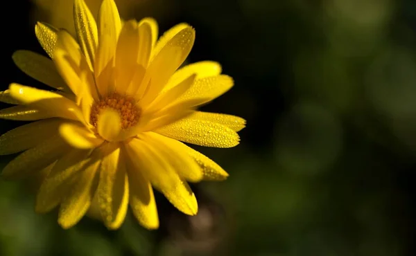 Flor de calêndula com gotas de orvalho sobre as pétalas — Fotografia de Stock