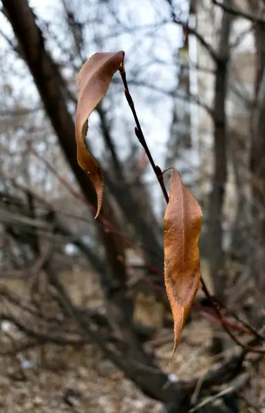 Folhas secas no ramo no final do outono — Fotografia de Stock