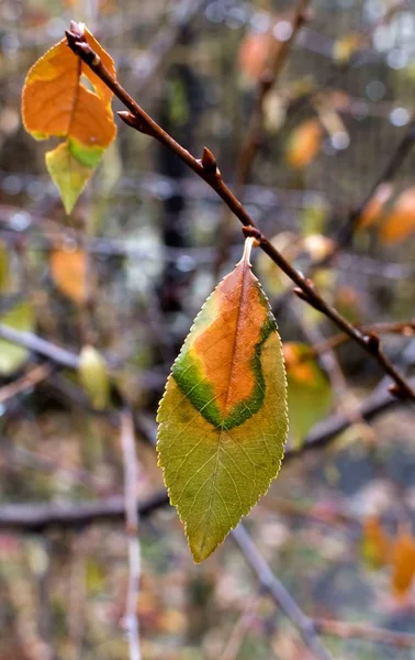 Folhas de outono coloridas com gotas de chuva em um ramo, macro — Fotografia de Stock