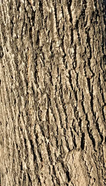 Текстура липы коры дерева — стоковое фото