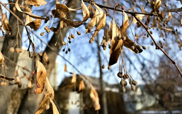 Secar as folhas e frutos de limas no outono no ramo — Fotografia de Stock
