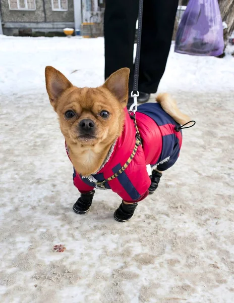 Chihuahua en equipo de invierno, en las patas botas de invierno — Foto de Stock