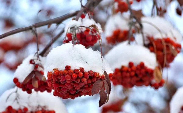 Bündel reifer Ebereschen mit Neuschnee bedeckt — Stockfoto